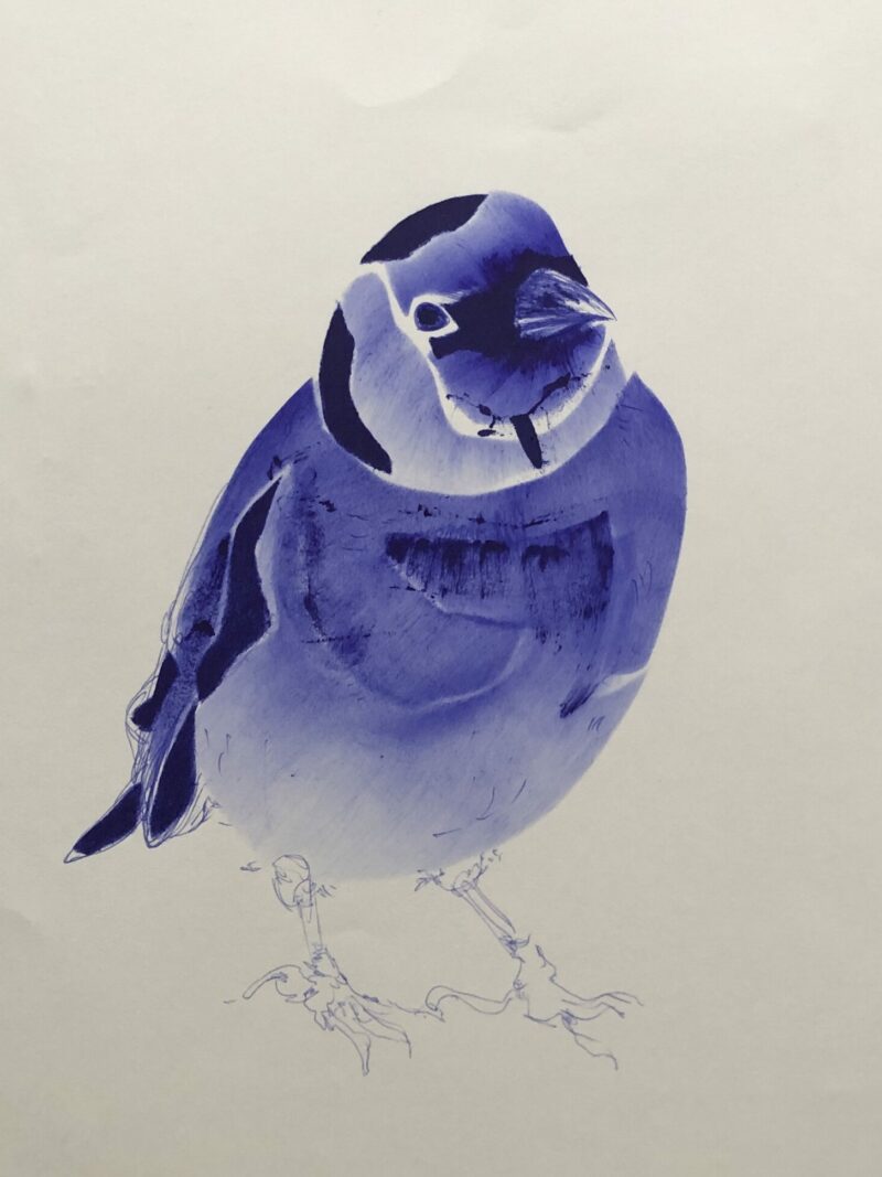 chardonneret élégant dessin stylo à bille bleu